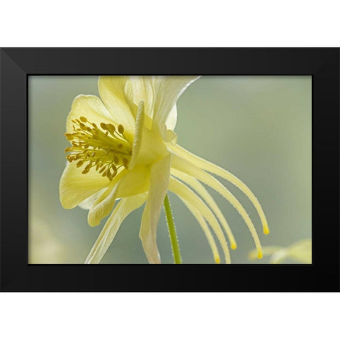 Close-up of yellow columbine flower Black Modern Wood Framed Art Print by Paulson, Don