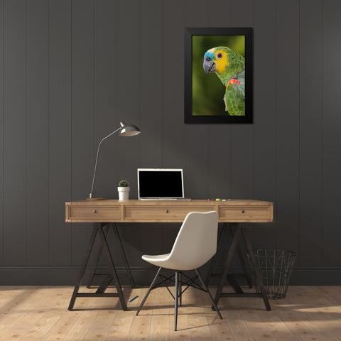 Blue fronted Amazon parrot-native to South America Black Modern Wood Framed Art Print by Jones, Adam