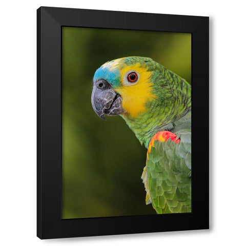 Blue fronted Amazon parrot-native to South America Black Modern Wood Framed Art Print with Double Matting by Jones, Adam