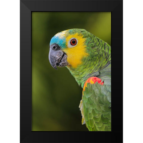 Blue fronted Amazon parrot-native to South America Black Modern Wood Framed Art Print by Jones, Adam