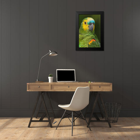 Blue fronted Amazon parrot-native to South America Black Modern Wood Framed Art Print by Jones, Adam