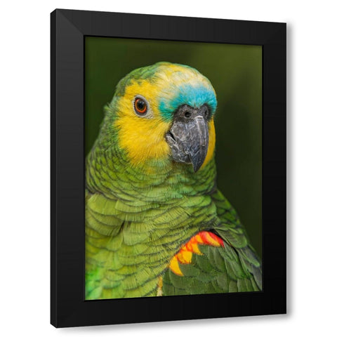 Blue fronted Amazon parrot-native to South America Black Modern Wood Framed Art Print by Jones, Adam