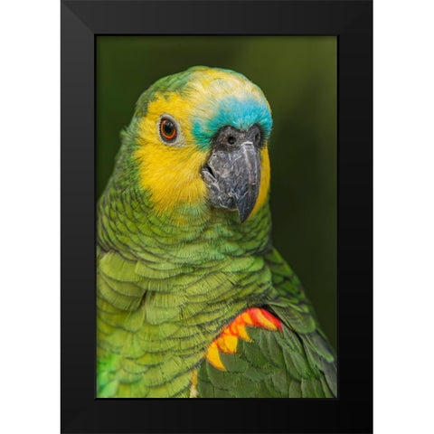 Blue fronted Amazon parrot-native to South America Black Modern Wood Framed Art Print by Jones, Adam