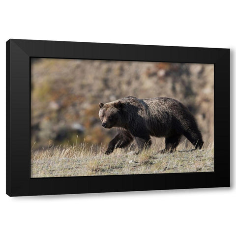 Grizzly Bear Black Modern Wood Framed Art Print with Double Matting by Archer, Ken