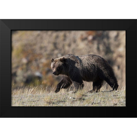 Grizzly Bear Black Modern Wood Framed Art Print by Archer, Ken