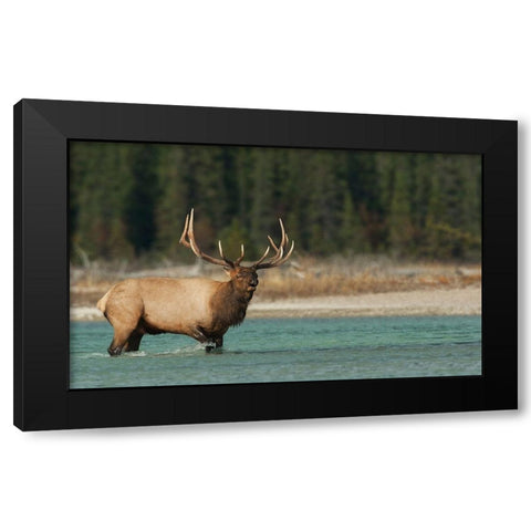 Bull elk bugling Black Modern Wood Framed Art Print with Double Matting by Archer, Ken
