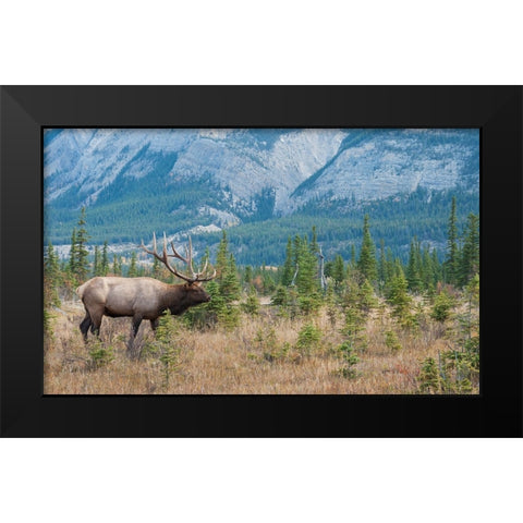 Bull elk in the Rockies Black Modern Wood Framed Art Print by Archer, Ken