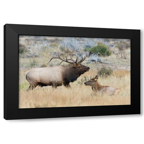 Bull elk patrolling Black Modern Wood Framed Art Print by Archer, Ken