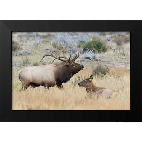 Bull elk patrolling Black Modern Wood Framed Art Print by Archer, Ken