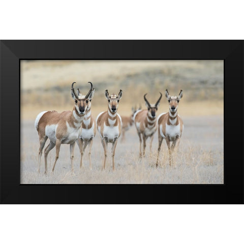 Pronghorns Black Modern Wood Framed Art Print by Archer, Ken