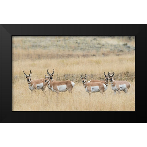 Pronghorns Black Modern Wood Framed Art Print by Archer, Ken