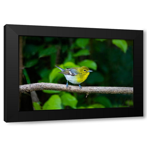 Yellow-throated Vireo-Vireo flavifrons-perched Black Modern Wood Framed Art Print with Double Matting by Ditto, Larry
