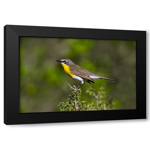 Yellow-breasted chat adult perched in dense brush Black Modern Wood Framed Art Print by Ditto, Larry