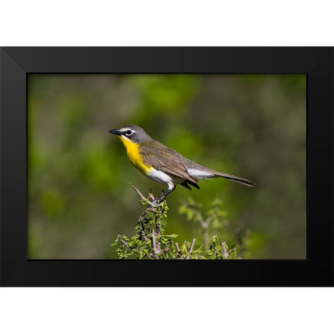 Yellow-breasted chat adult perched in dense brush Black Modern Wood Framed Art Print by Ditto, Larry