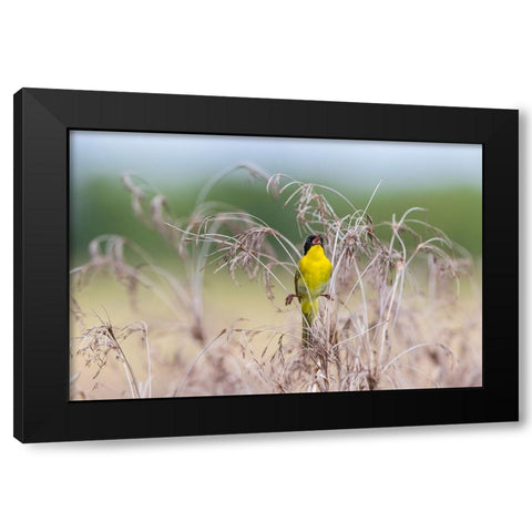 Common Yellowthroat-Geothlypis trichas-male singing in prairie Marion County-Illinois Black Modern Wood Framed Art Print with Double Matting by Day, Richard and Susan