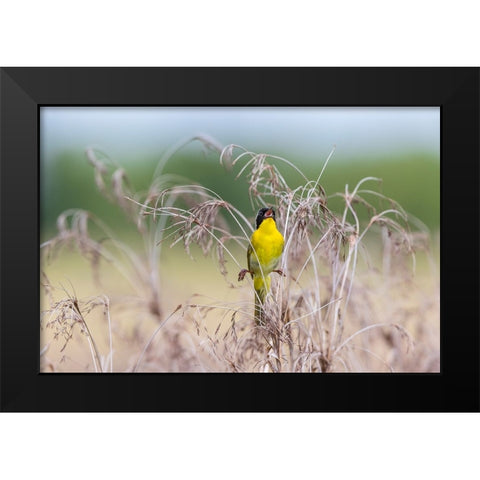 Common Yellowthroat-Geothlypis trichas-male singing in prairie Marion County-Illinois Black Modern Wood Framed Art Print by Day, Richard and Susan