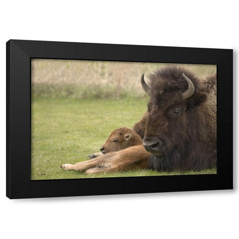 WY, Yellowstone Bison resting on grass with calf Black Modern Wood Framed Art Print with Double Matting by Grall, Don
