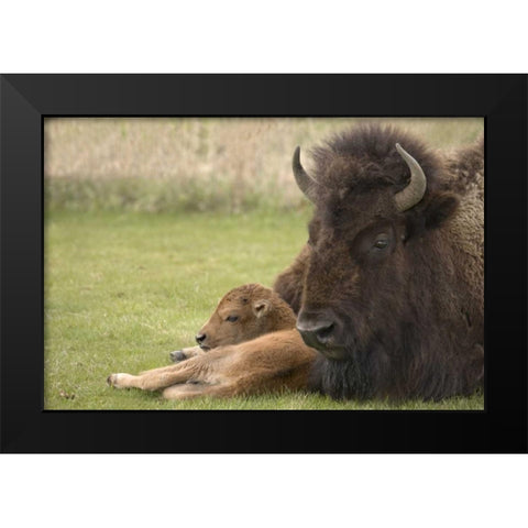 WY, Yellowstone Bison resting on grass with calf Black Modern Wood Framed Art Print by Grall, Don