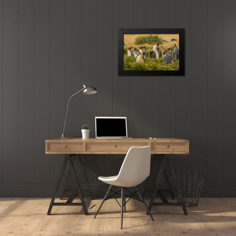 Chile, Tierra del Fuego King penguin colony Black Modern Wood Framed Art Print by Illg, Cathy and Gordon