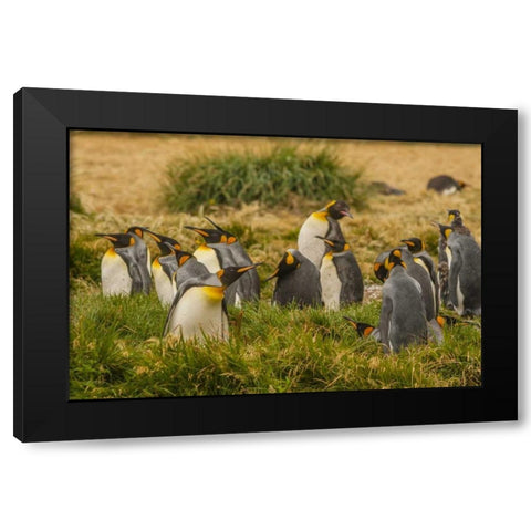 Chile, Tierra del Fuego King penguin colony Black Modern Wood Framed Art Print by Illg, Cathy and Gordon