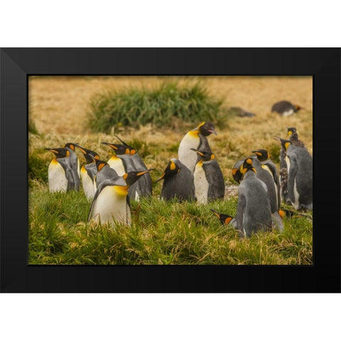 Chile, Tierra del Fuego King penguin colony Black Modern Wood Framed Art Print by Illg, Cathy and Gordon