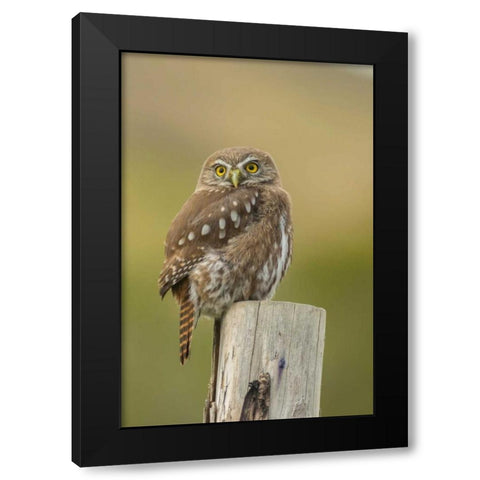 Chile, Torres del Paine NP Austral pygmy owl Black Modern Wood Framed Art Print by Illg, Cathy and Gordon