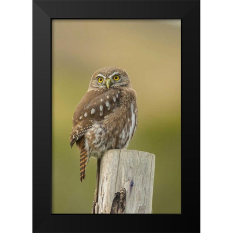 Chile, Torres del Paine NP Austral pygmy owl Black Modern Wood Framed Art Print by Illg, Cathy and Gordon