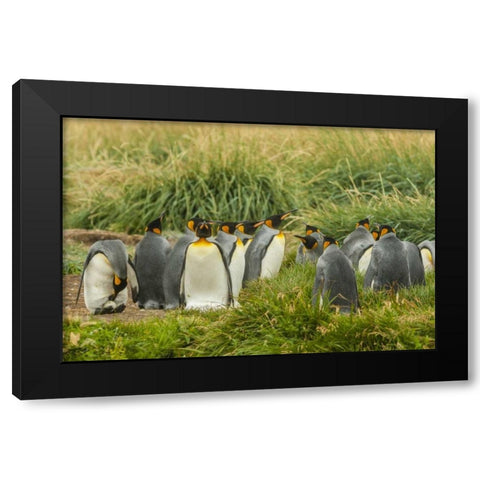 Chile, Tierra del Fuego King penguin colony Black Modern Wood Framed Art Print by Illg, Cathy and Gordon