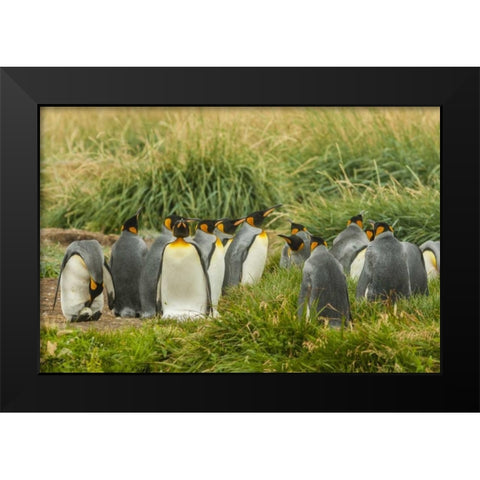 Chile, Tierra del Fuego King penguin colony Black Modern Wood Framed Art Print by Illg, Cathy and Gordon