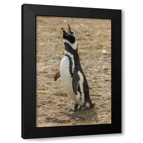 Chile, Isla Magdalena Magellanic penguin Black Modern Wood Framed Art Print by Illg, Cathy and Gordon