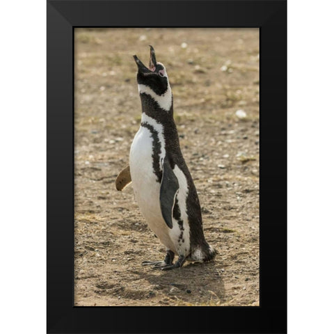 Chile, Isla Magdalena Magellanic penguin Black Modern Wood Framed Art Print by Illg, Cathy and Gordon