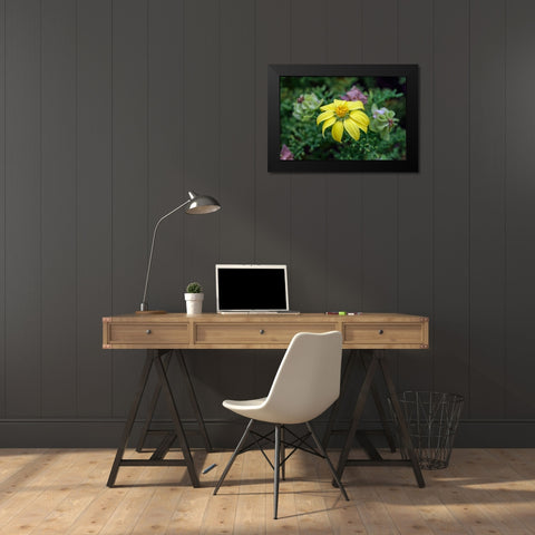Yellow daisy bush-endemic to Floreana Island-Galapagos Islands-Ecuador Black Modern Wood Framed Art Print by Jones, Adam