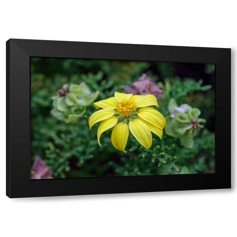 Yellow daisy bush-endemic to Floreana Island-Galapagos Islands-Ecuador Black Modern Wood Framed Art Print with Double Matting by Jones, Adam