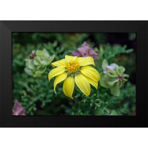 Yellow daisy bush-endemic to Floreana Island-Galapagos Islands-Ecuador Black Modern Wood Framed Art Print by Jones, Adam