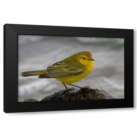 Ecuador, Galapagos Islands Yellow warbler Black Modern Wood Framed Art Print with Double Matting by Williams, Joanne