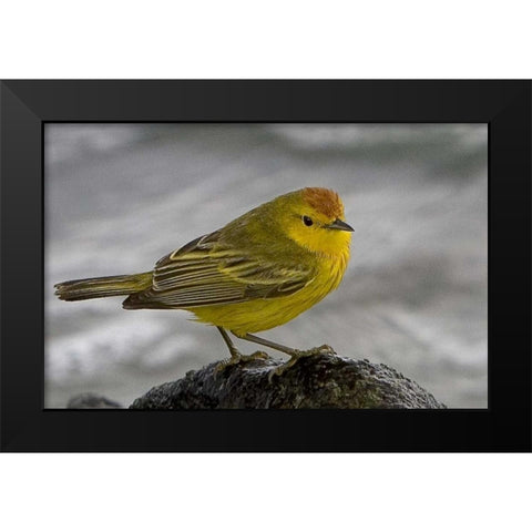 Ecuador, Galapagos Islands Yellow warbler Black Modern Wood Framed Art Print by Williams, Joanne