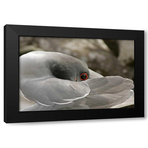 Ecuador, Galapagos NP Swallow-tailed gull Black Modern Wood Framed Art Print by Illg, Cathy and Gordon