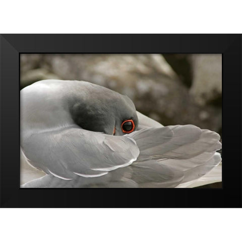 Ecuador, Galapagos NP Swallow-tailed gull Black Modern Wood Framed Art Print by Illg, Cathy and Gordon