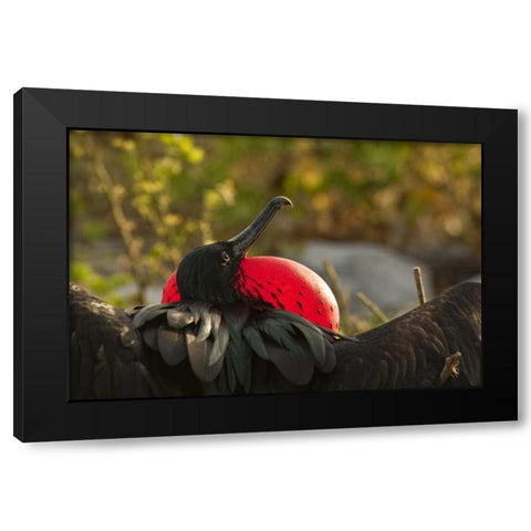 Ecuador, Galapagos NP Frigatebird displaying Black Modern Wood Framed Art Print by Illg, Cathy and Gordon