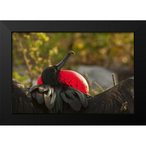 Ecuador, Galapagos NP Frigatebird displaying Black Modern Wood Framed Art Print by Illg, Cathy and Gordon