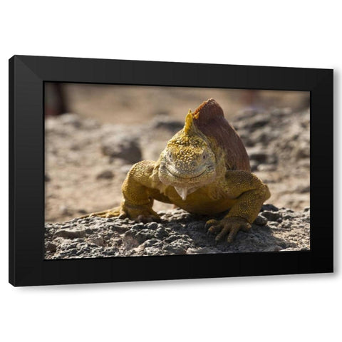 Ecuador, Galapagos, South Plaza Isl Land iguana Black Modern Wood Framed Art Print by Illg, Cathy and Gordon