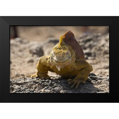 Ecuador, Galapagos, South Plaza Isl Land iguana Black Modern Wood Framed Art Print by Illg, Cathy and Gordon