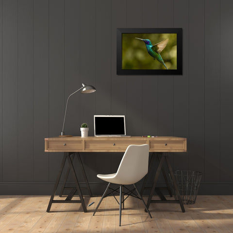Ecuador, Galapagos, Nono Violet-ear hummingbird Black Modern Wood Framed Art Print by Illg, Cathy and Gordon