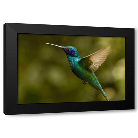 Ecuador, Galapagos, Nono Violet-ear hummingbird Black Modern Wood Framed Art Print by Illg, Cathy and Gordon