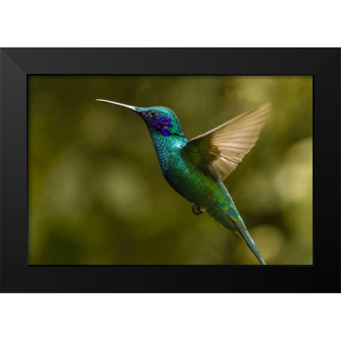 Ecuador, Galapagos, Nono Violet-ear hummingbird Black Modern Wood Framed Art Print by Illg, Cathy and Gordon