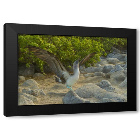 Ecuador, Galapagos, Blue-footed booby displaying Black Modern Wood Framed Art Print by Illg, Cathy and Gordon