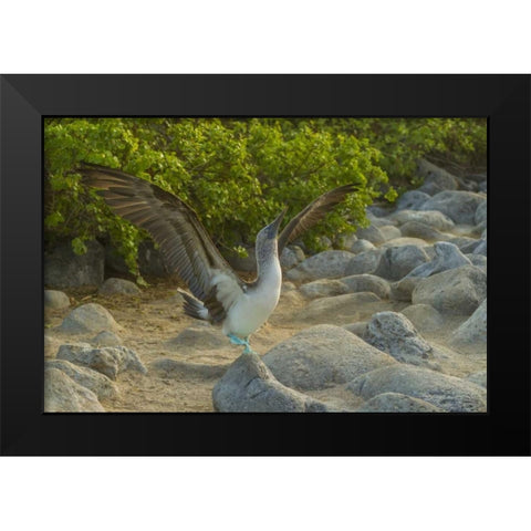Ecuador, Galapagos, Blue-footed booby displaying Black Modern Wood Framed Art Print by Illg, Cathy and Gordon