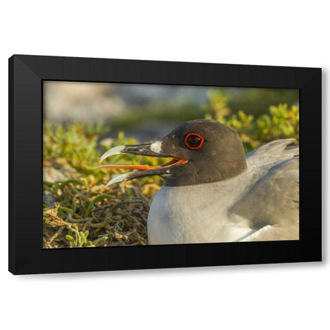Ecuador, Galapagos NP Swallow-tailed gull Black Modern Wood Framed Art Print by Illg, Cathy and Gordon