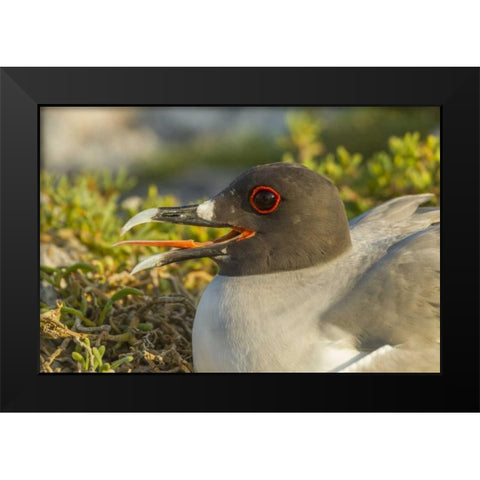 Ecuador, Galapagos NP Swallow-tailed gull Black Modern Wood Framed Art Print by Illg, Cathy and Gordon