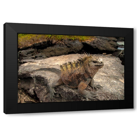 Ugly marine iguana on Fernandina Island was the model for the Godzilla movies. Black Modern Wood Framed Art Print by Sederquist, Betty